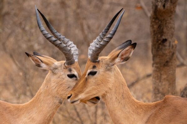Amboseli-2