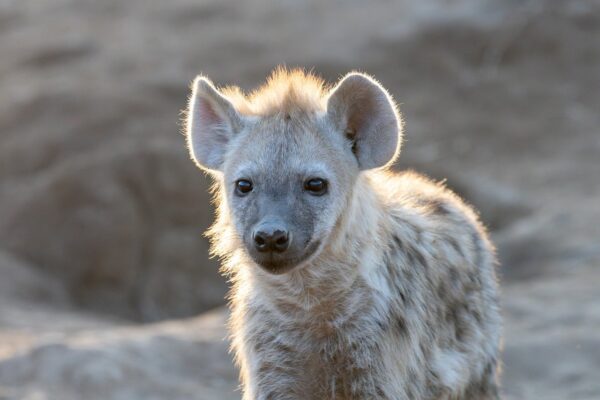 Amboseli