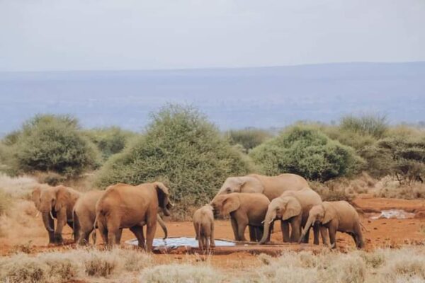 amboseli-7