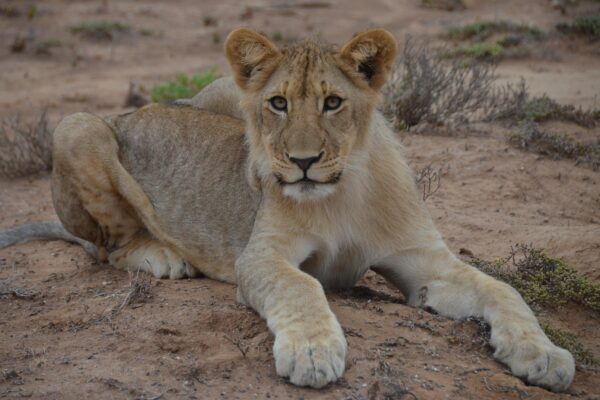 safari