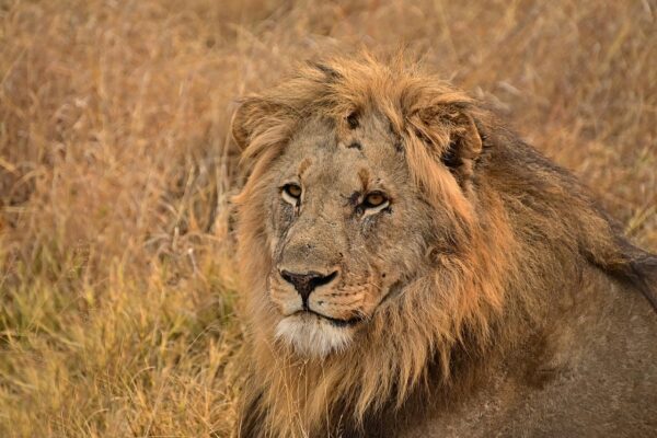safari-2