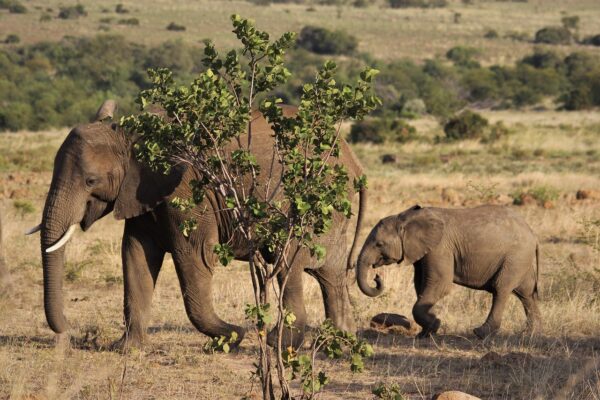 safari-3