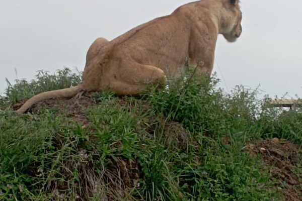 taita-4