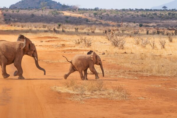 tsavo-1