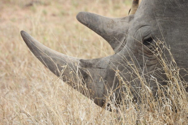 tsavo-2