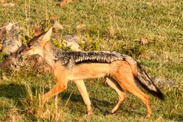 tsavo-3