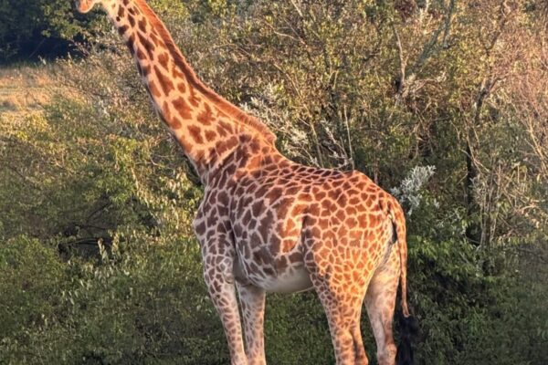 tsavo-4
