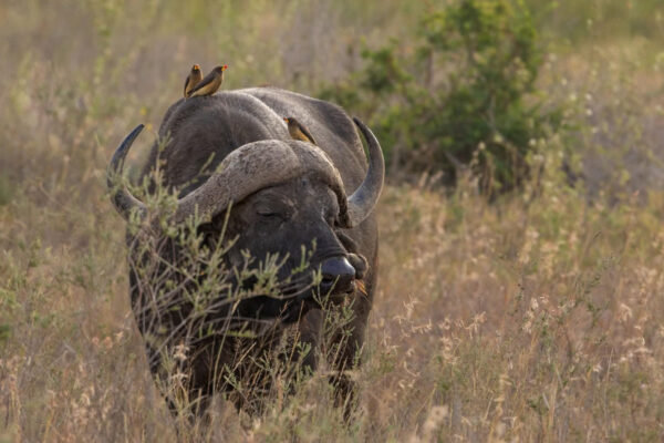 tsavo-5