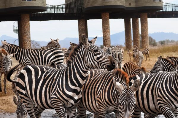 zebre